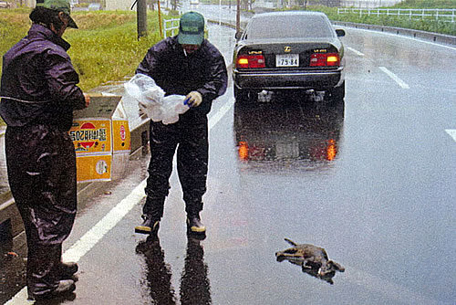 水戸市大串町 猫の死骸除去