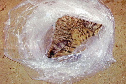 ひたちなか市 猫の死骸除去